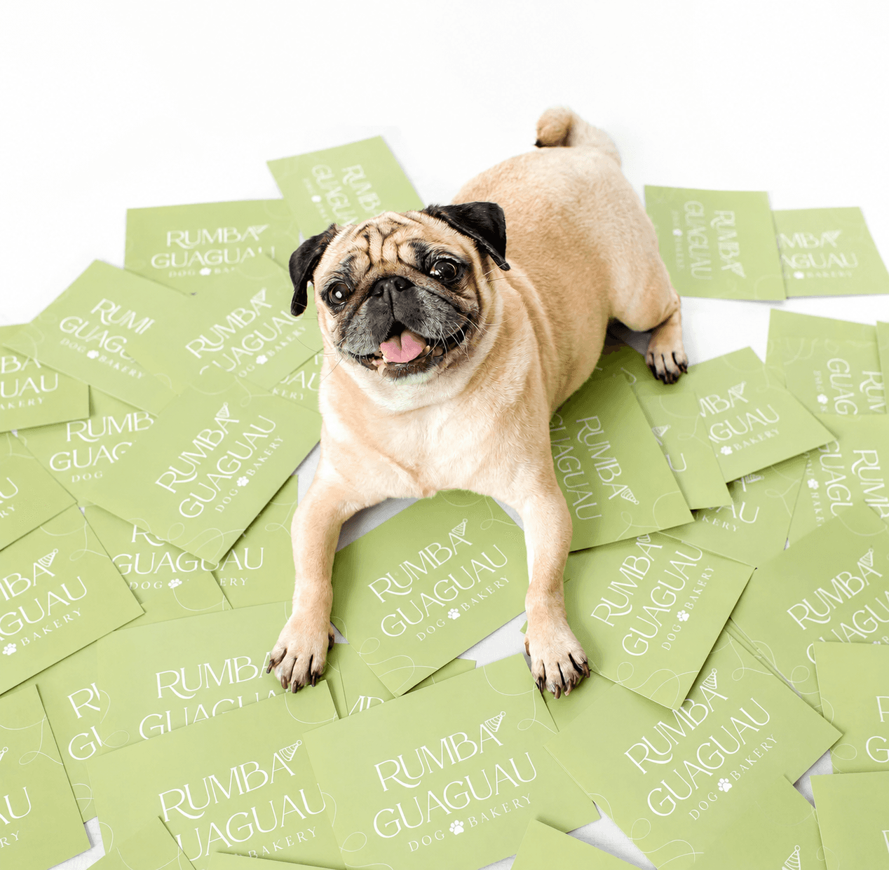 Jolie · Pug · CEO de Rumba Guaguau