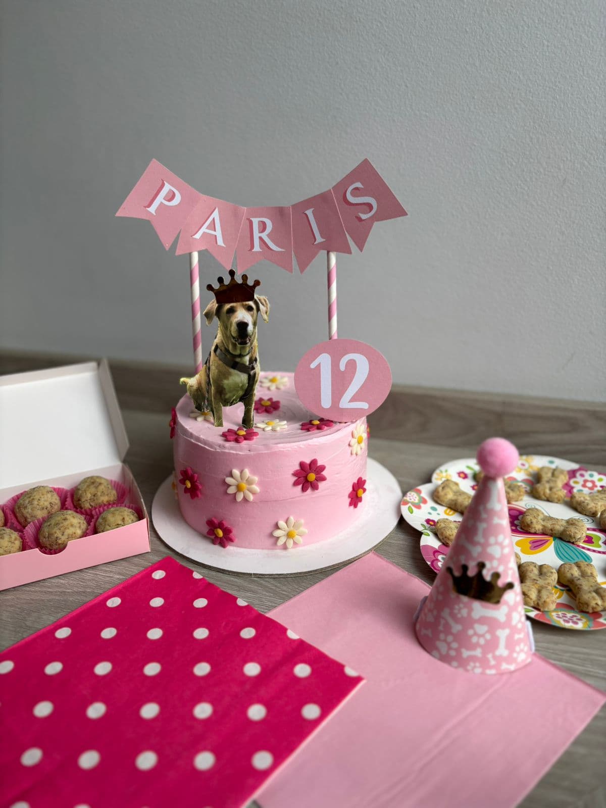 Qué regalar a tu perro en su cumpleaños: 9 ideas que sí le gustan